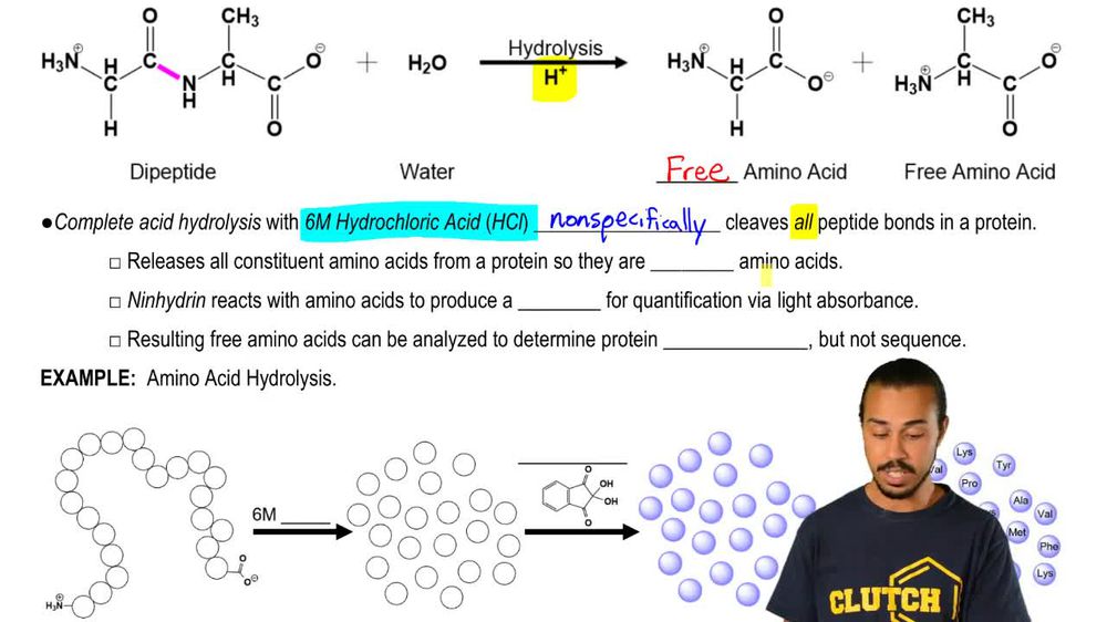 Amino Acid Hydrolysis