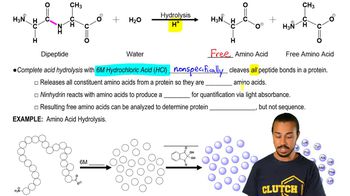Amino Acid Hydrolysis