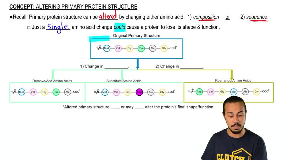 Altering Primary Protein Structure