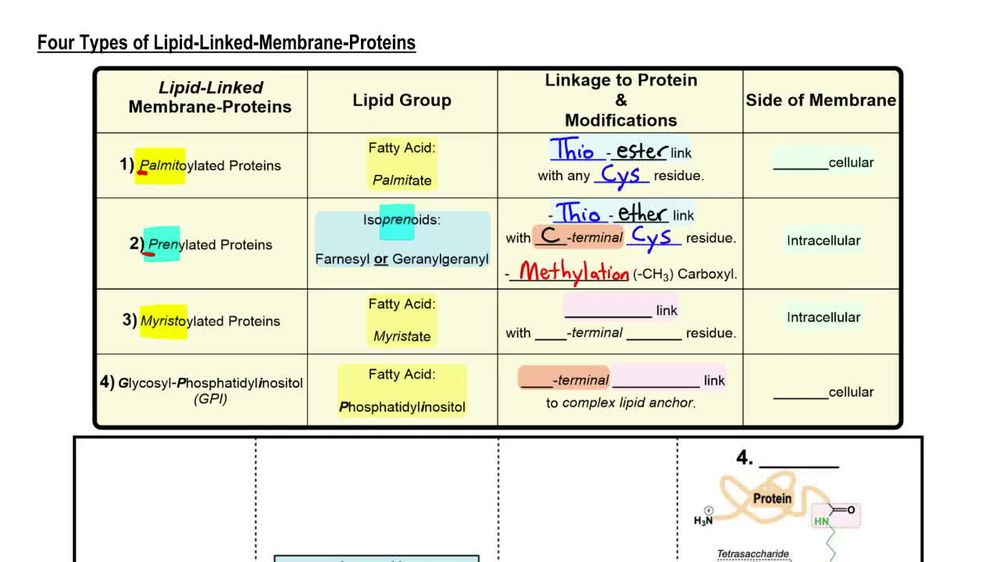 Lipid-Linked Membrane Proteins