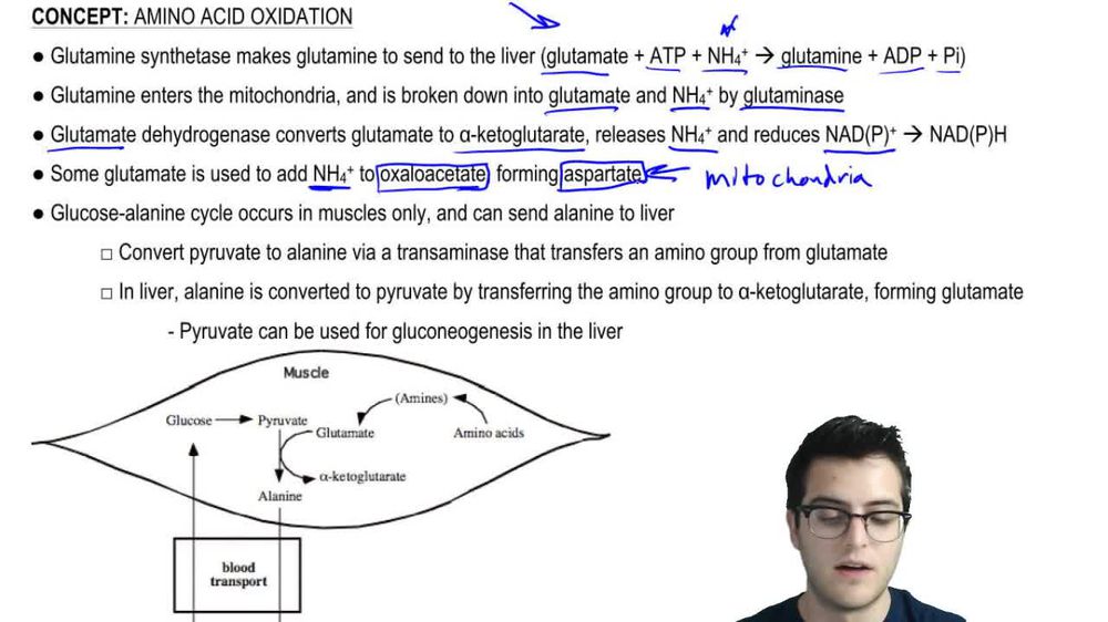 Amino Acid Oxidation 2
