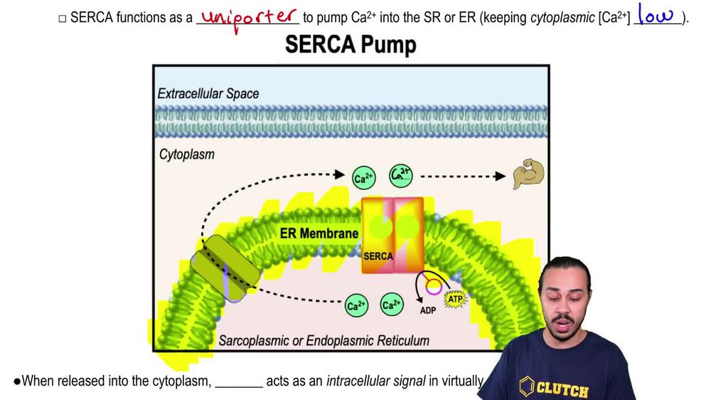 SERCA: Calcium Ion Pump