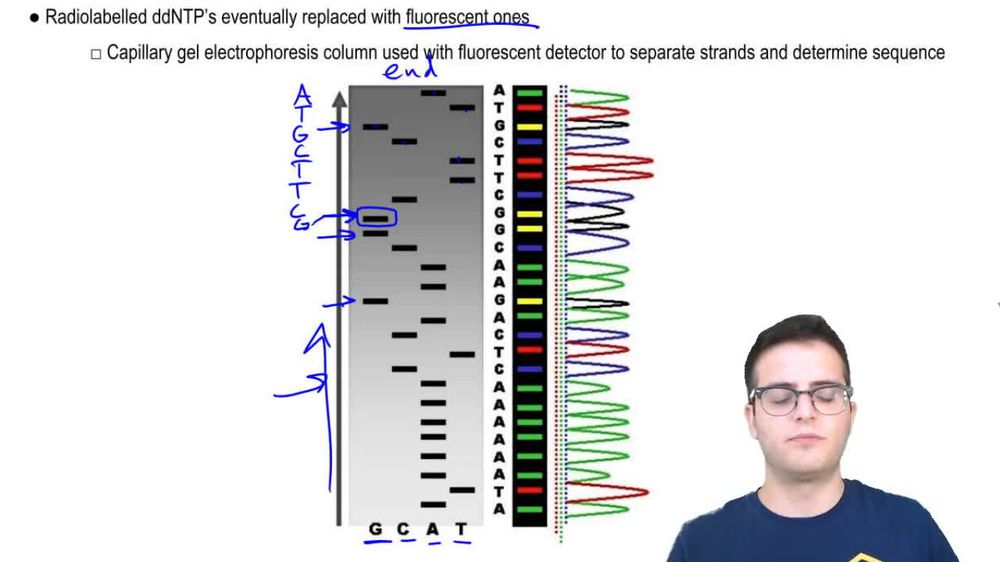 DNA Sequencing 2