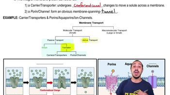 Facilitated Diffusion
