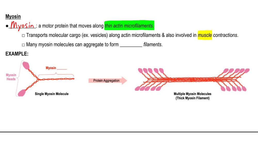 Motor Proteins