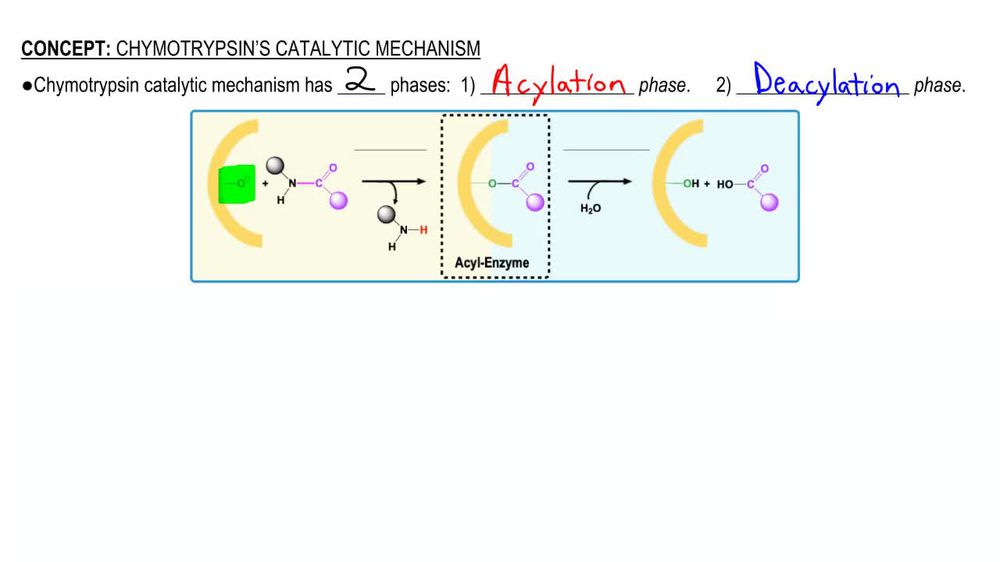 Chymotrypsin's Catalytic Mechanism