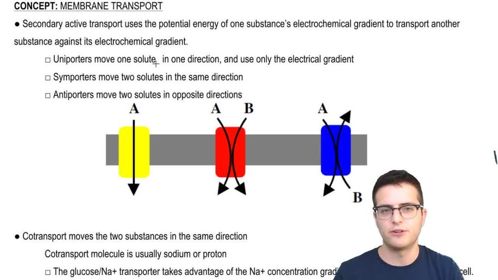 Membrane Transport 2