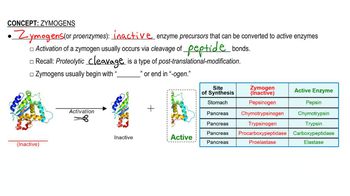 Zymogens