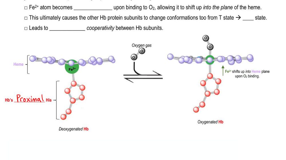 Heme Prosthetic Group