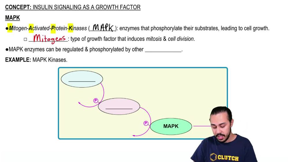Insulin Signaling as a Growth Factor