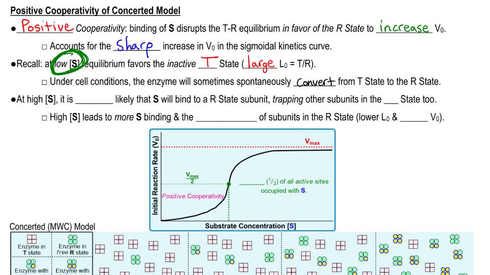 Concerted (MWC) Model