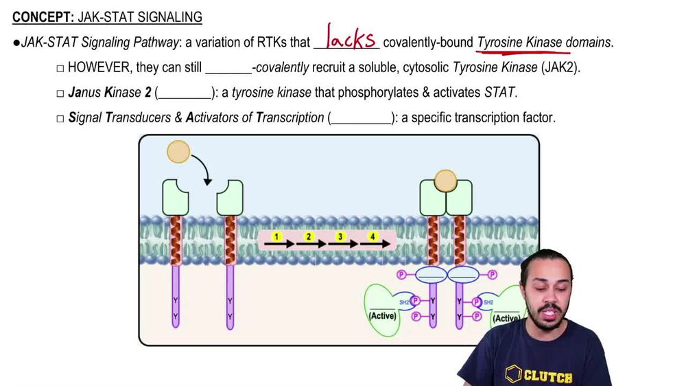 Jak-Stat Signaling