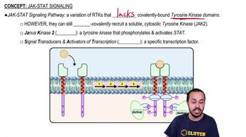 Jak-Stat Signaling
