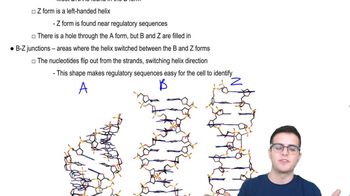 Nucleic Acids 4