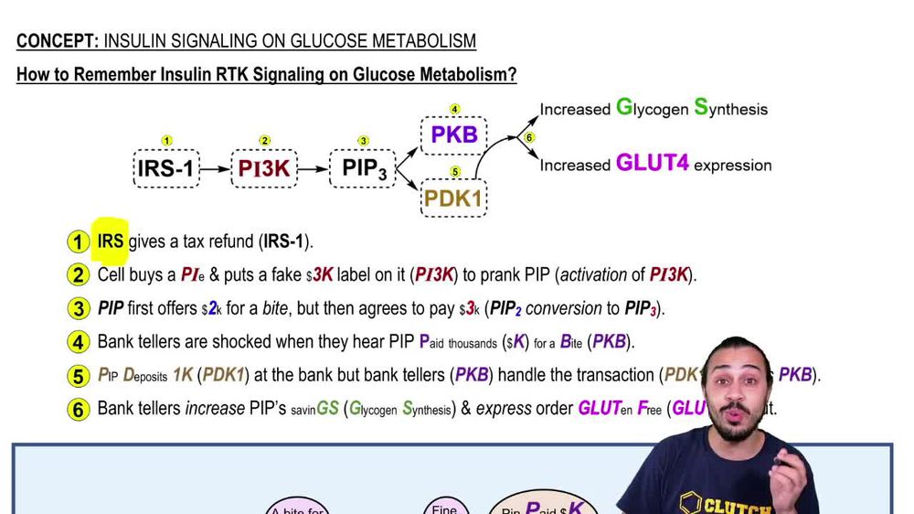How to Remember Insulin RTK Signaling on Glucose Metabolism?