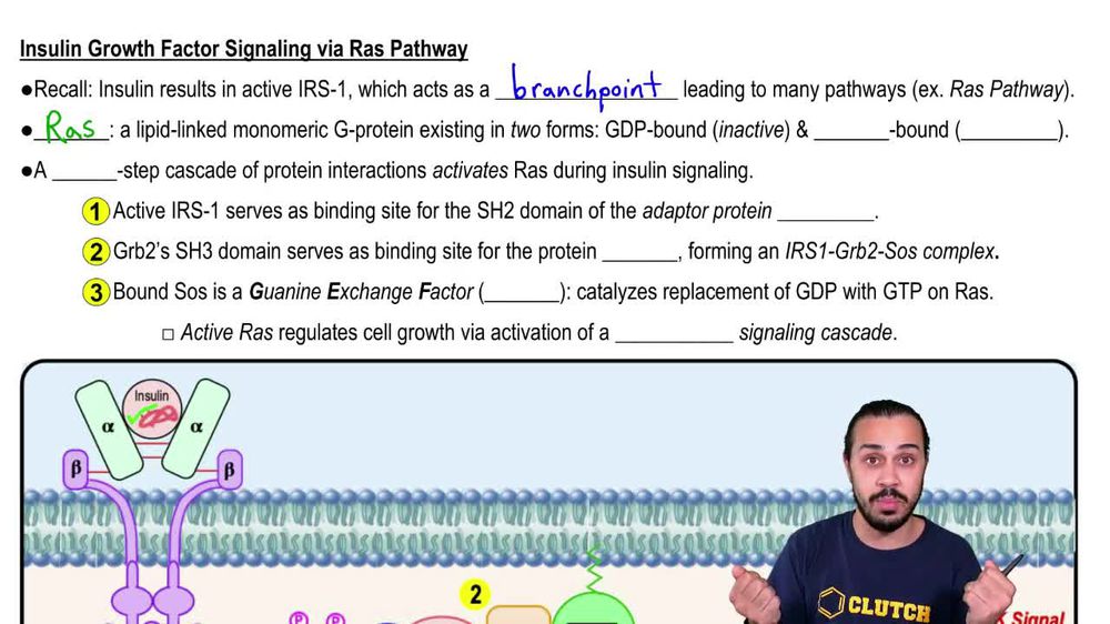 Insulin Signaling as a Growth Factor