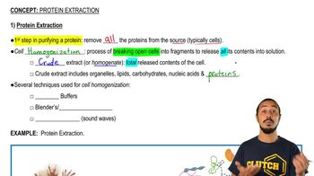 Protein Extraction