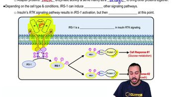 Insulin Receptor