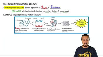 Protein Primary Structure