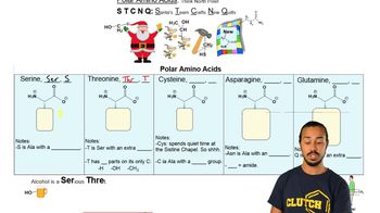 Polar Amino Acids