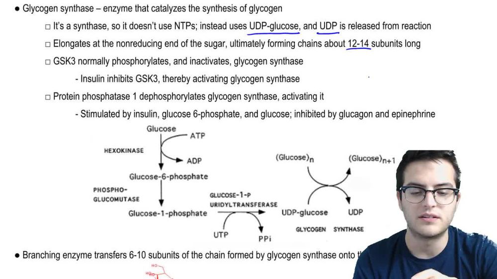 Glycogen Metabolism 1