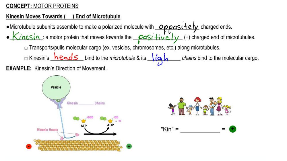 Motor Proteins