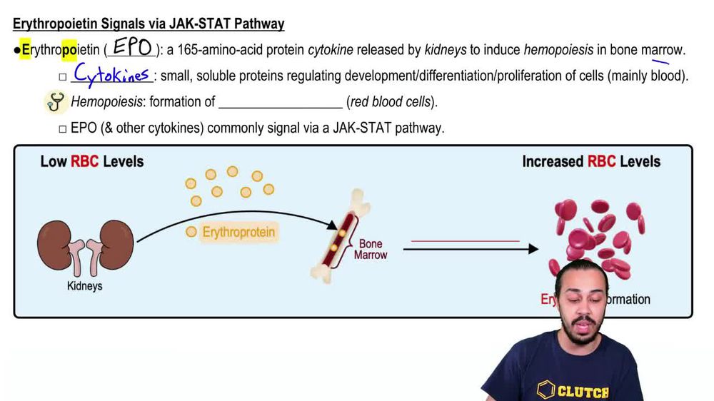 Jak-Stat Signaling