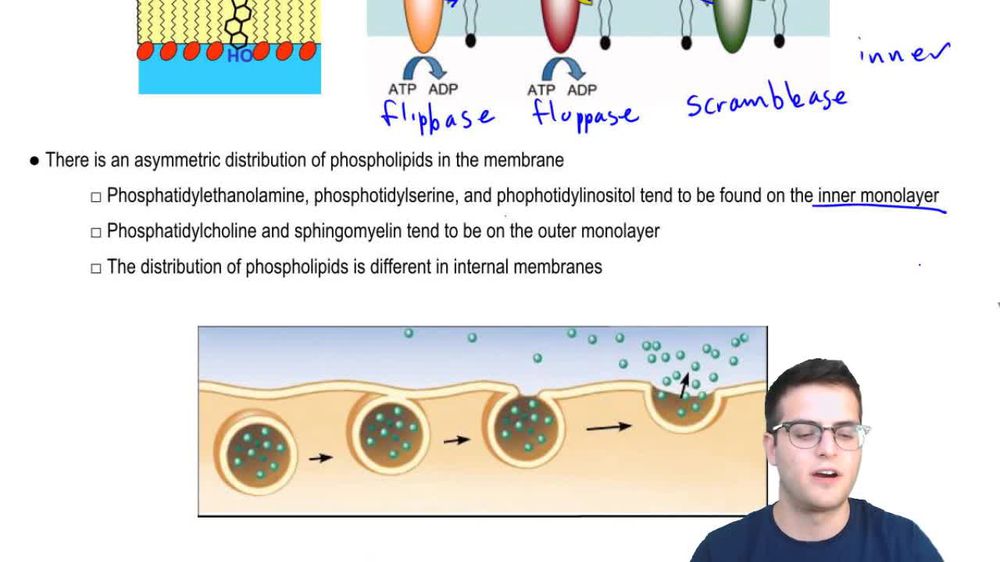 Membrane Structure 1