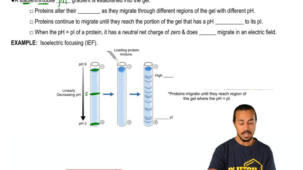 Isoelectric Focusing