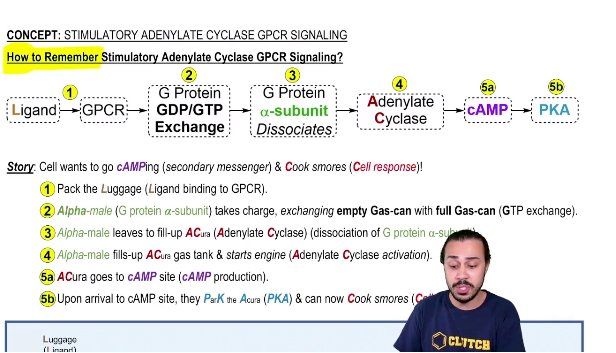 Stimulatory Adenylate Cyclase GPCR Signaling
