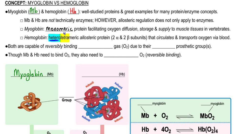 Myoglobin vs. Hemoglobin