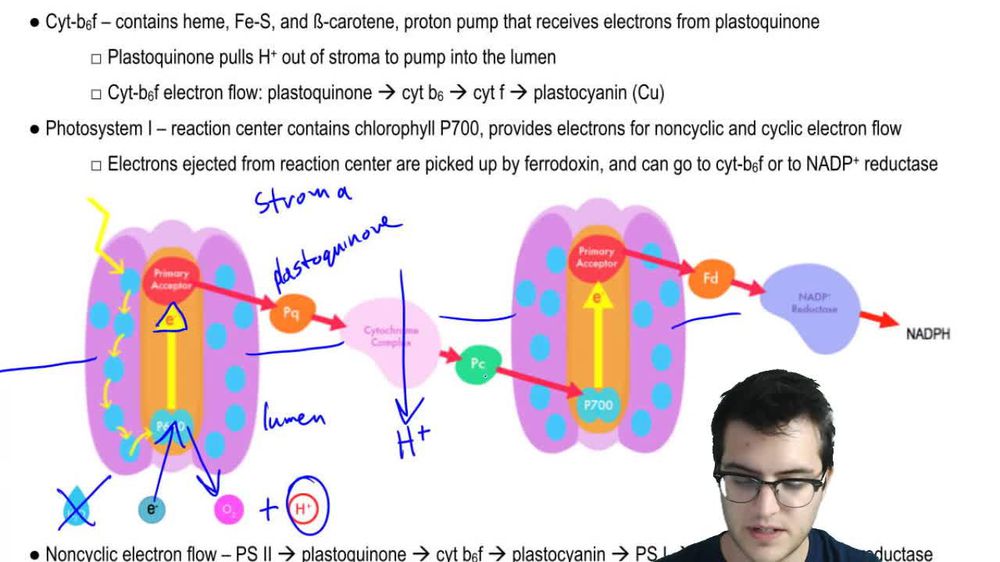 Photophosphorylation 3