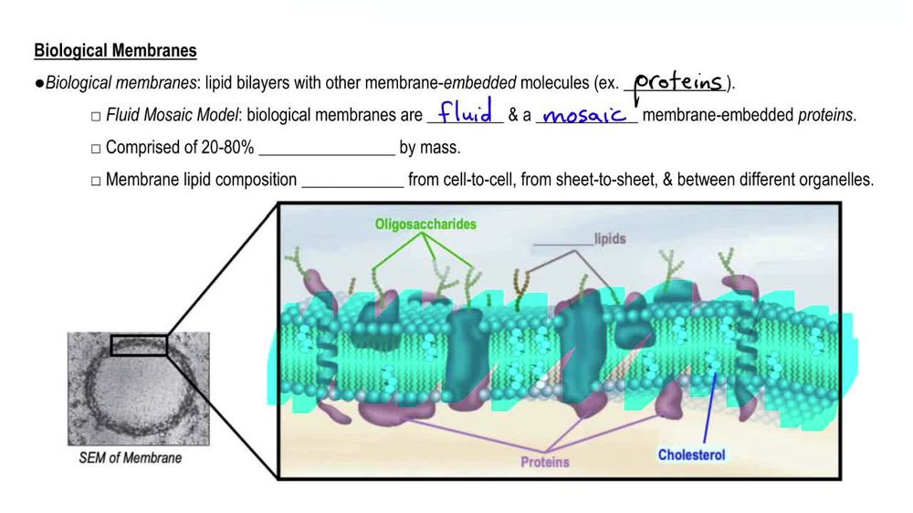 Biological Membranes