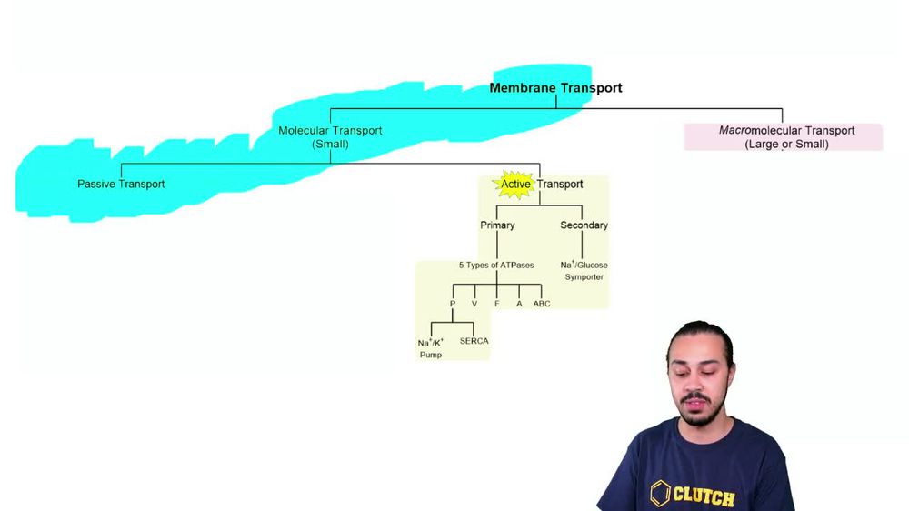 Secondary Active Membrane Transport