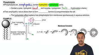 Phospholipids