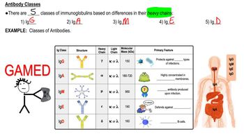 Antibody