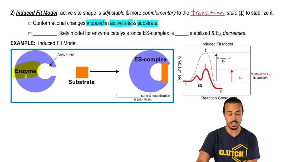 Lock and Key Vs. Induced Fit Models