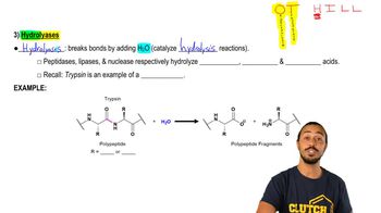 Types of Enzymes