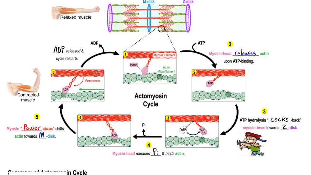 Skeletal Muscle Contraction