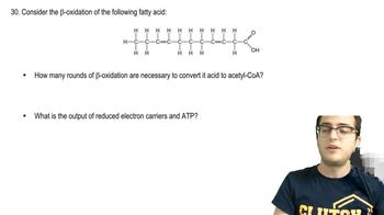 Fatty Acid Oxidation Practice 2