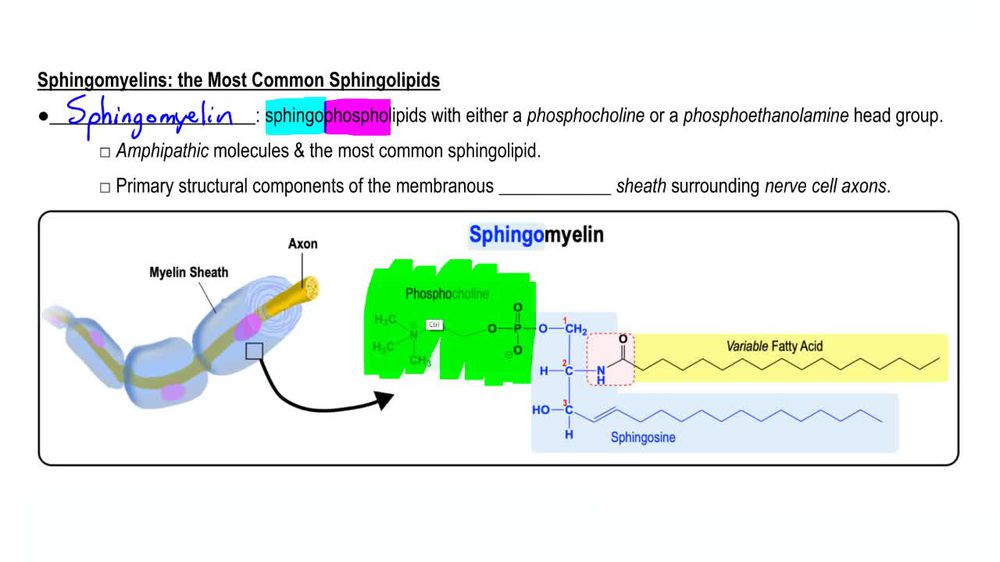 Sphingophospholipids