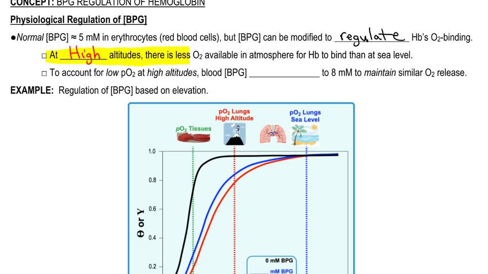 BPG Regulation of Hemoglobin
