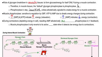 Liver vs Muscle Glycogen Phosphorylase