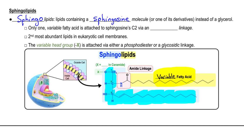 Sphingolipids