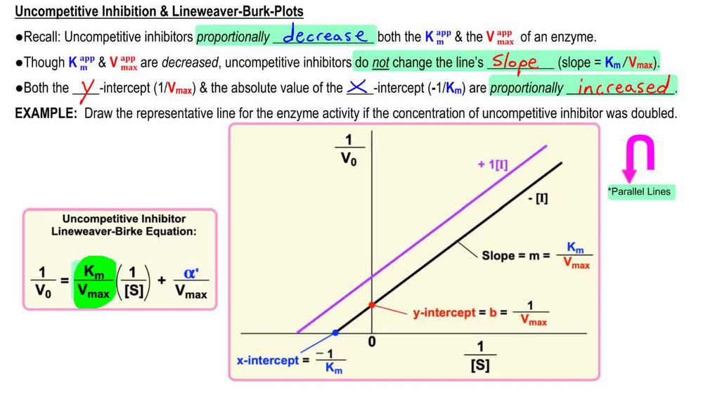 Uncompetitive Inhibition & Lineweaver-Burk Plots