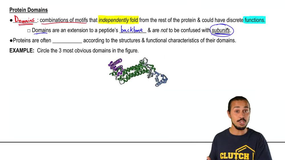 Protein Motifs and Domains