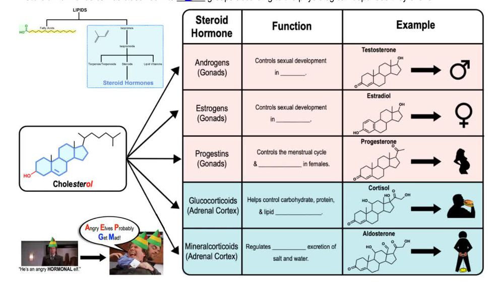 Steroid Hormones