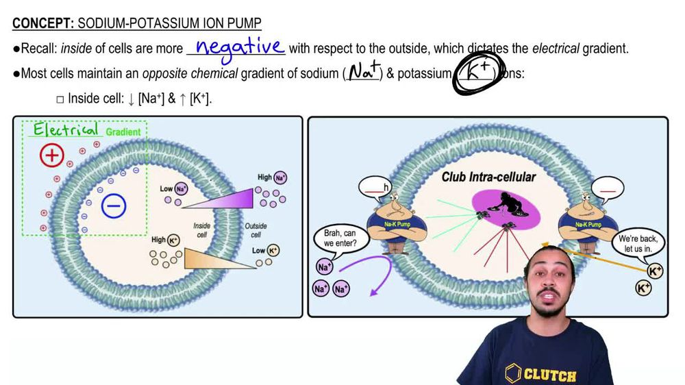 Sodium-Potassium Ion Pump 