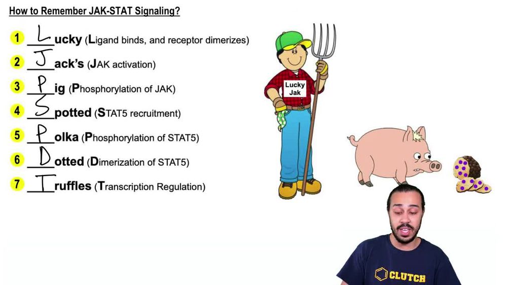 Jak-Stat Signaling