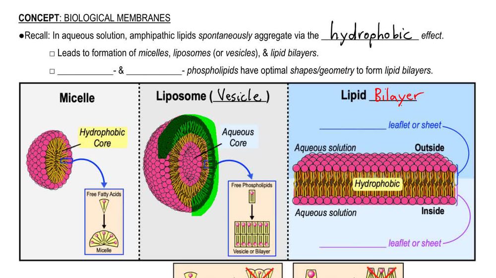 Biological Membranes